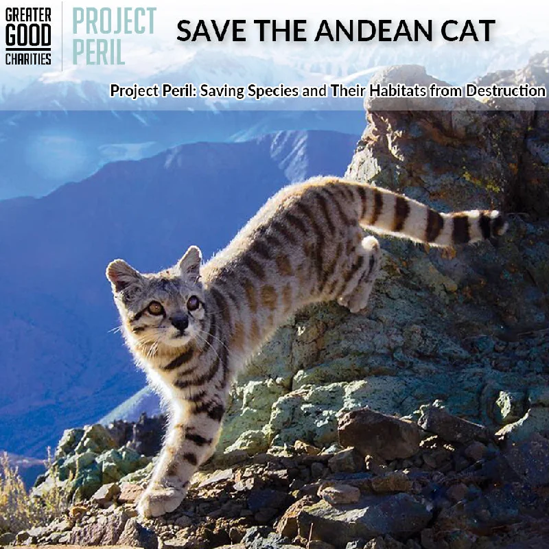 - Cat anti-jump window safety netProject Peril: Help Save the Andean Cat